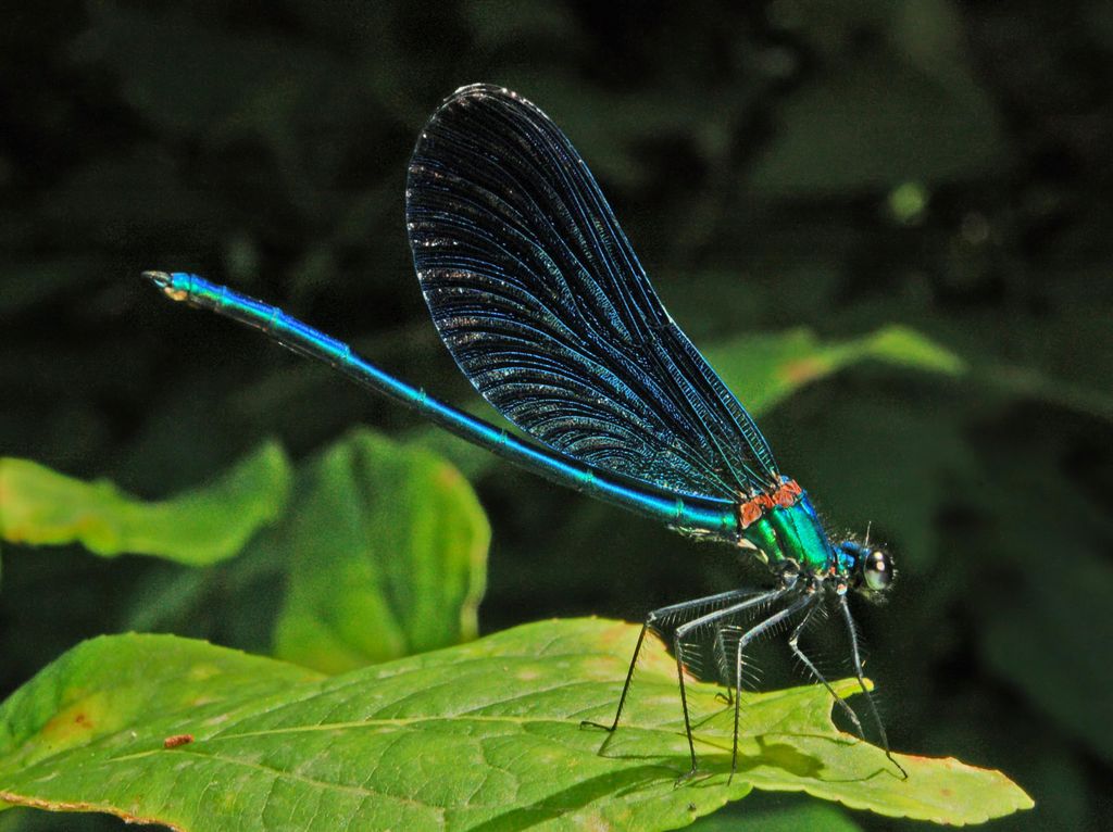 Due Calopteryx virgo (adulto e immaturo)